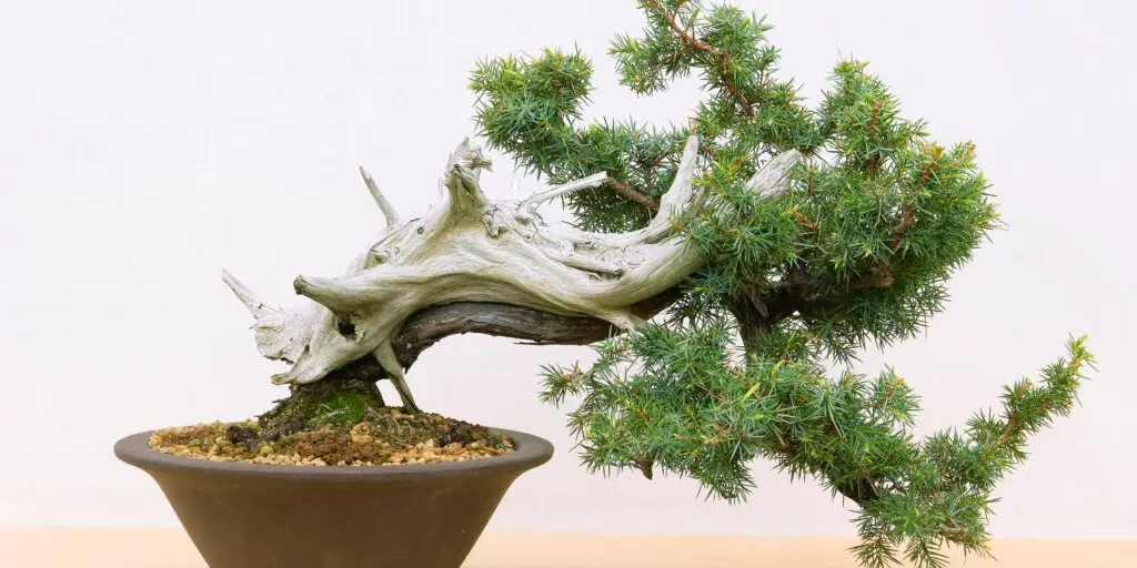 Bonsai: Umenie pestovania miniatúrnych stromčekov 8 bonsai-rastliny-rastlinkovo