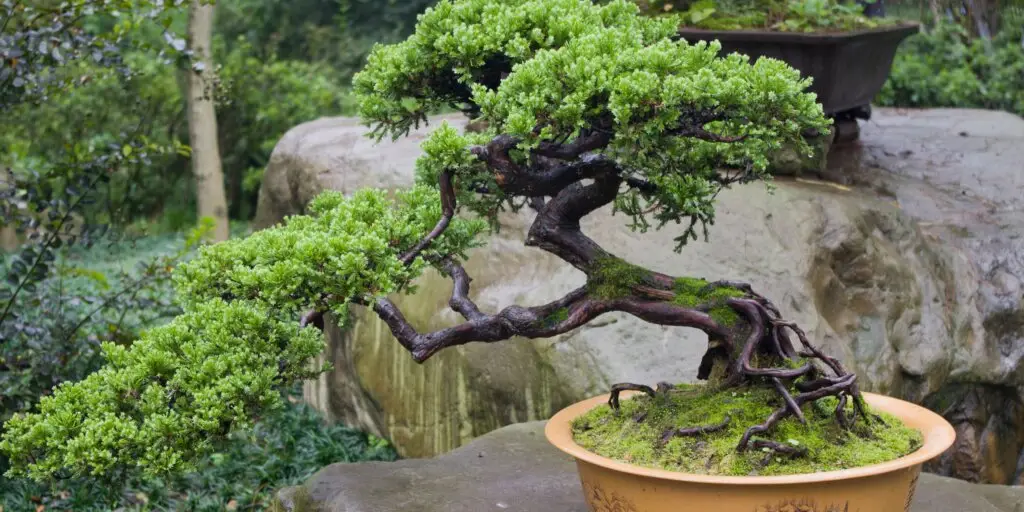 Bonsai: Umenie pestovania miniatúrnych stromčekov 10 bonsai-rastliny-rastlinkovo