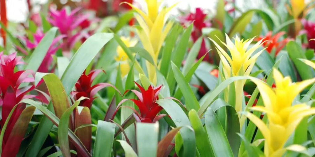 bromelia-rastlinkovo