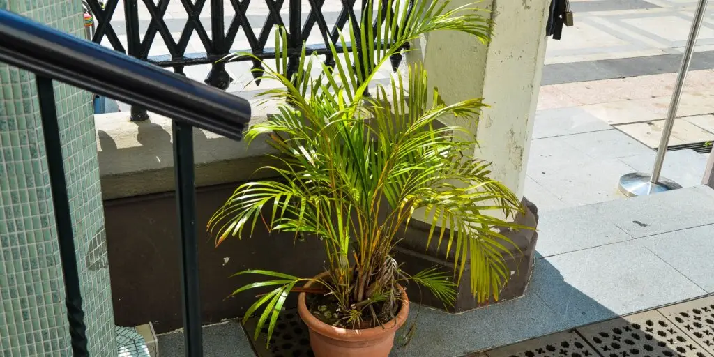 Dypsis lutescens: Pestovanie, starostlivosť a overené tipy 4 dypsis-lutescens-rastlinkovo