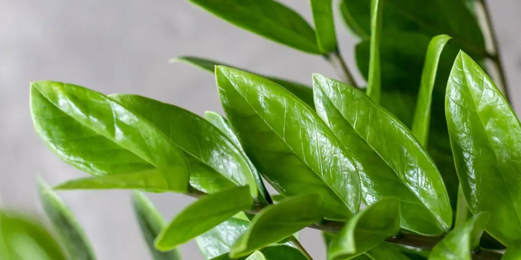 zamiokulkas-zamioculcas-rastlinkovo