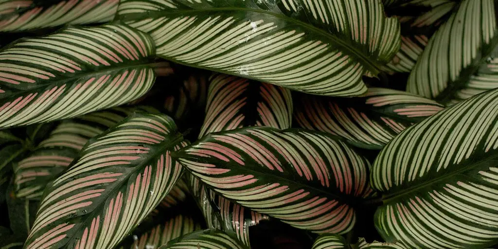 Kalatea: Elegancia a exotika v každej izbe 2 kalatea-calathea-rastlinkovo