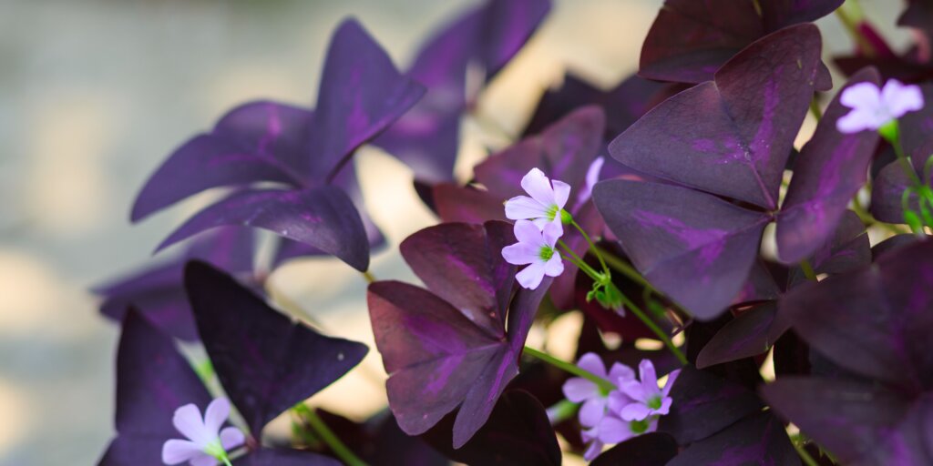 Oxalis: Takto vypestujete krásne kysličky doma 1 oxalis-rastliny-kvety-rastlinkovo