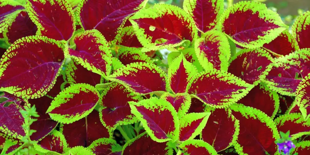 koleus-coleus-rastliny-kvety-rastlinkovo