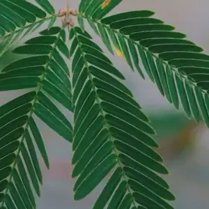 mimosa-citlivka-rastliny-rastlinkovo