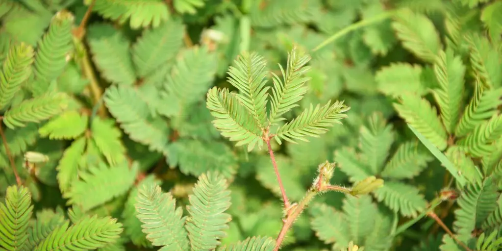 mimosa-citlivka-rastliny-rastlinkovo