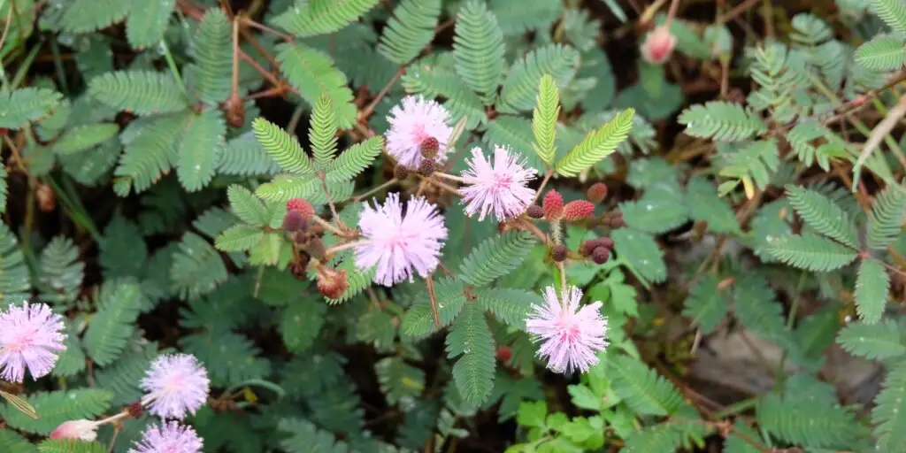 mimosa-citlivka-rastliny-rastlinkovo