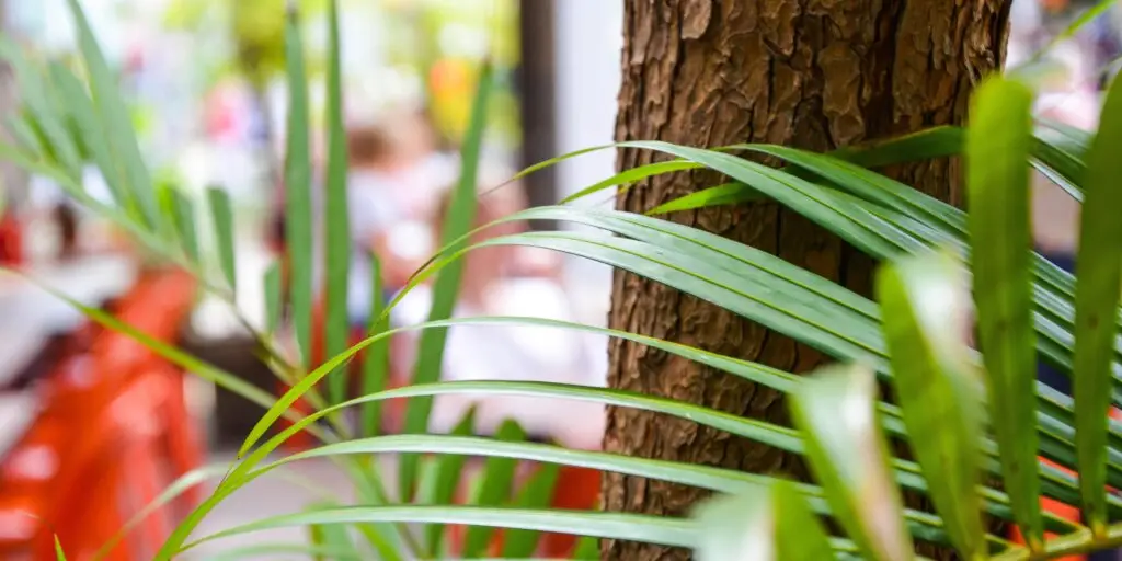 Dypsis lutescens: Pestovanie, starostlivosť a overené tipy 2 dypsis-lutescens-rastlinkovo
