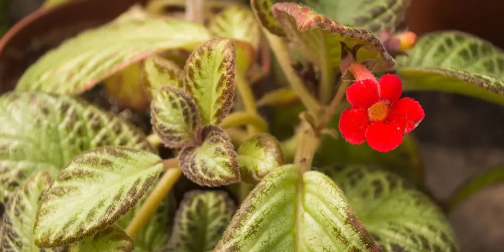 episcia-kvety-rastlinkovo