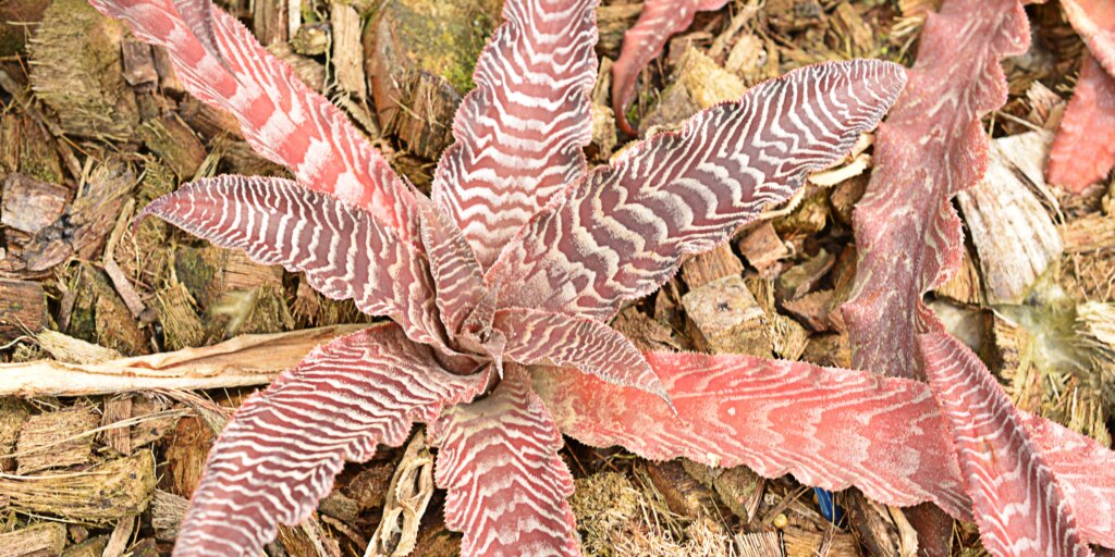 Cryptanthus (bromélia): Pestovateľský návod, starostlivosť a zaujímavosti o tejto exotickej rastline 3 cryptanthus-bromelia-rastlinkovo