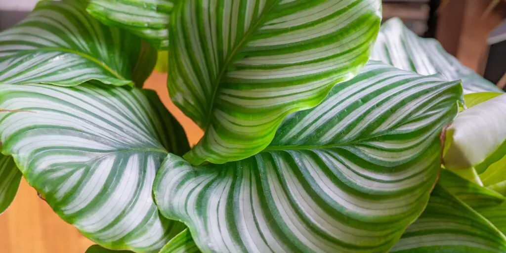 Kalatea: Elegancia a exotika v každej izbe 3 kalatea-calathea-rastlinkovo