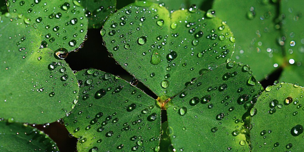 Oxalis: Takto vypestujete krásne kysličky doma 2 oxalis-rastliny-kvety-rastlinkovo