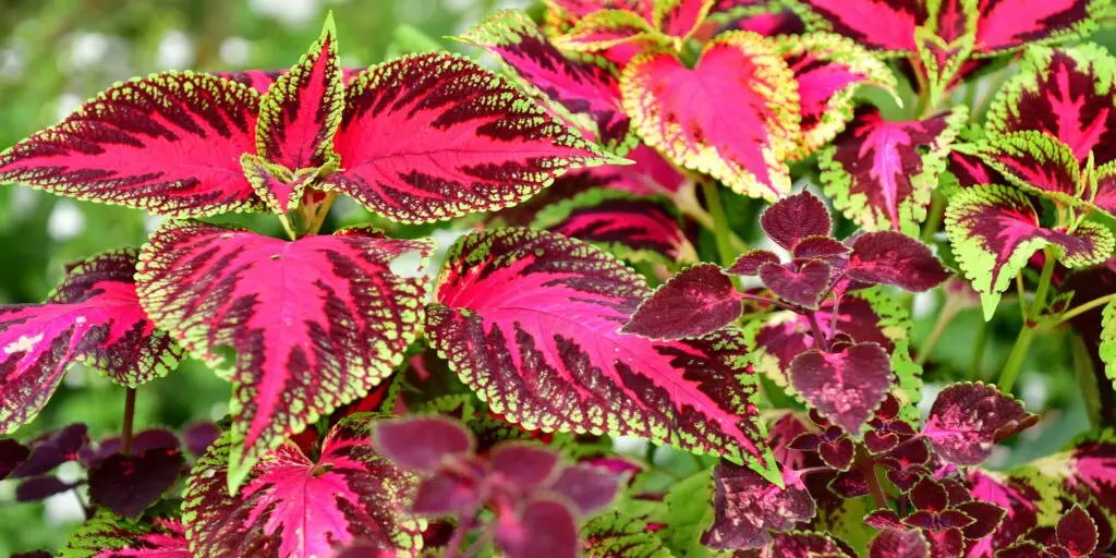 koleus-coleus-rastliny-kvety-rastlinkovo