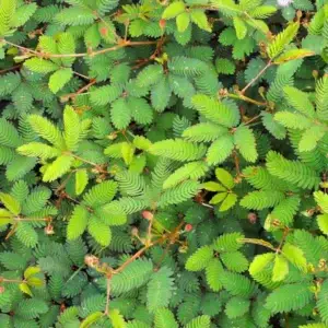 mimosa-citlivka-rastliny-rastlinkovo