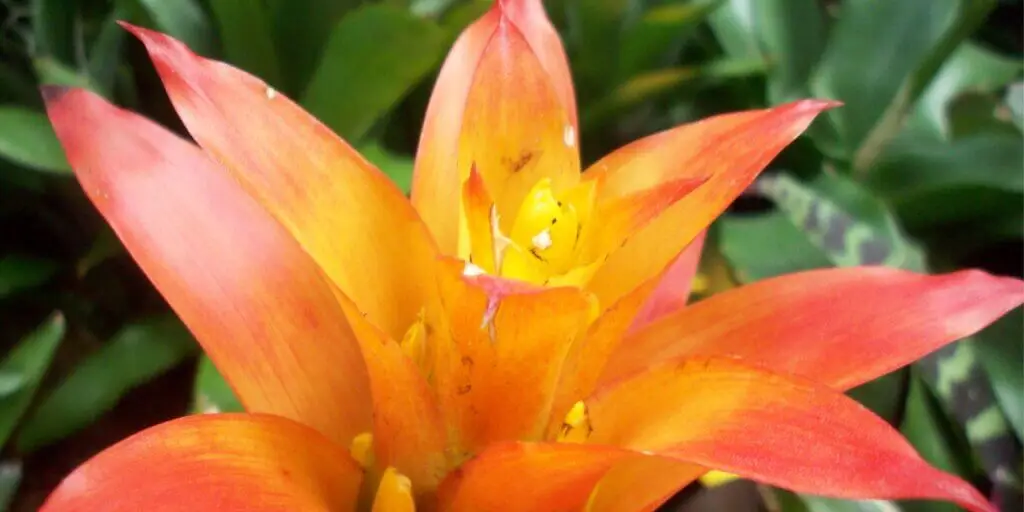 bromelia-rastlinkovo