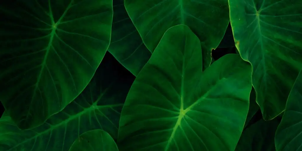 colocasia-kolokazia-rastliny-kvety-rastlinkovo