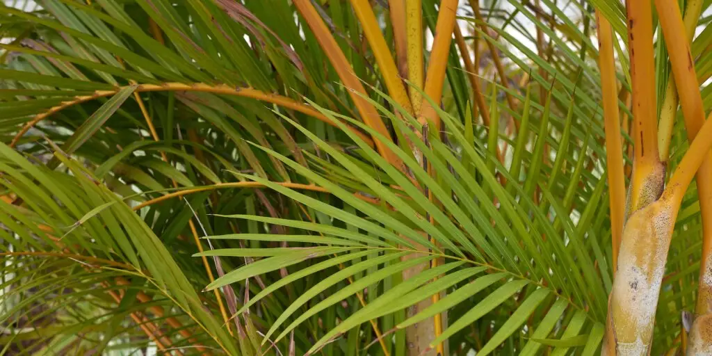 Dypsis lutescens: Pestovanie, starostlivosť a overené tipy 3 dypsis-lutescens-rastlinkovo
