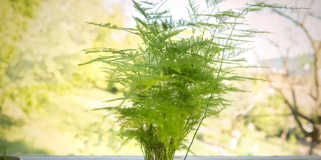 asparagus-rastliny-rastilinkovo