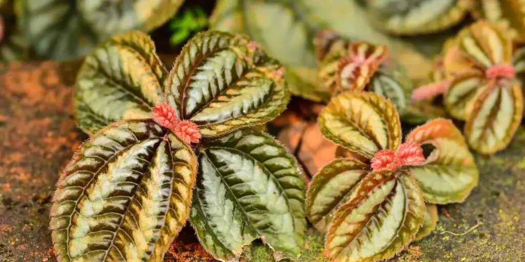 episcia-kvety-rastlinkovo
