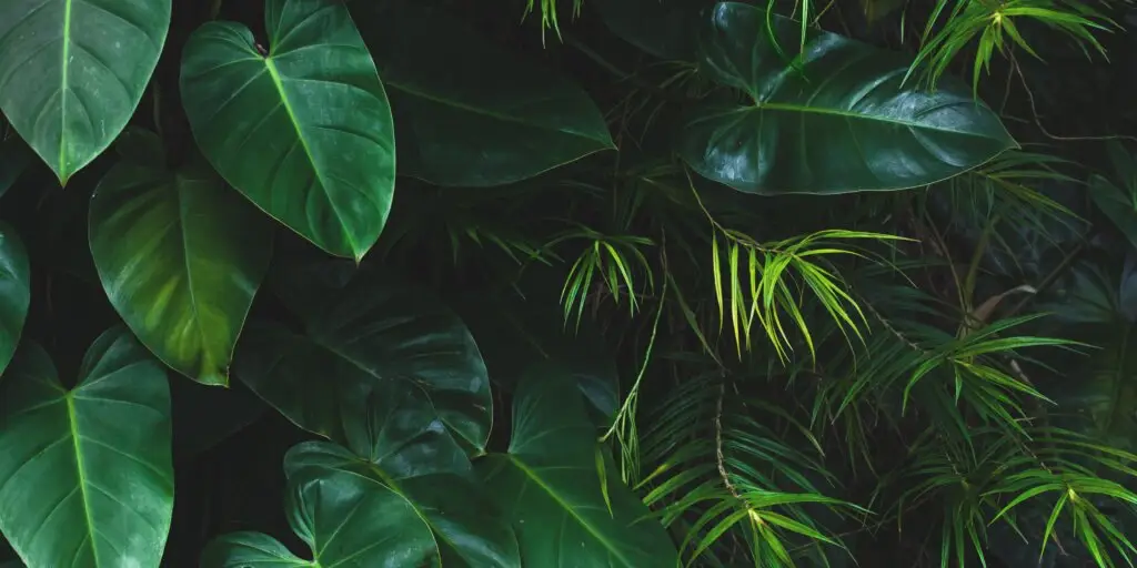 Urban Jungle. Zachytili ste už tento trend? 4 urban-jungle-rastlinkovo