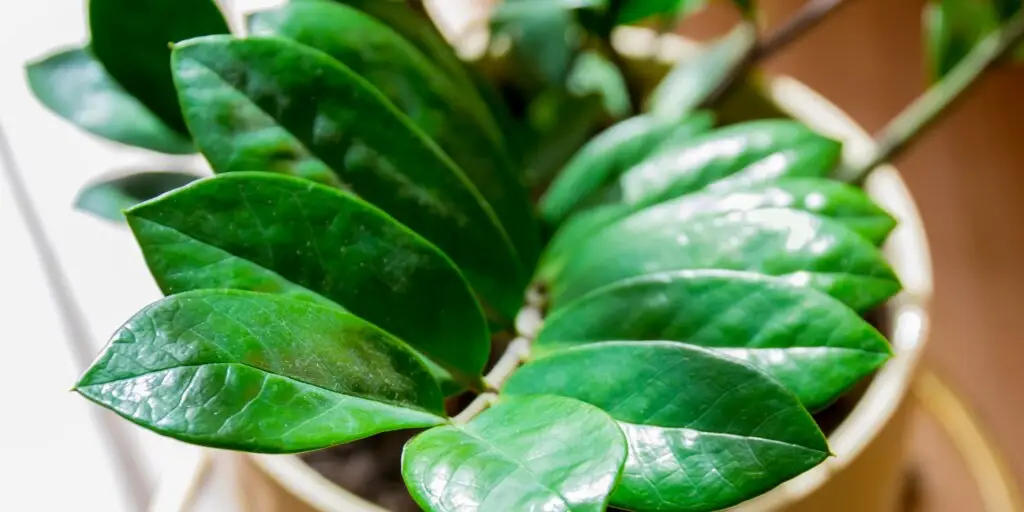 zamiokulkas-zamioculcas-rastlinkovo