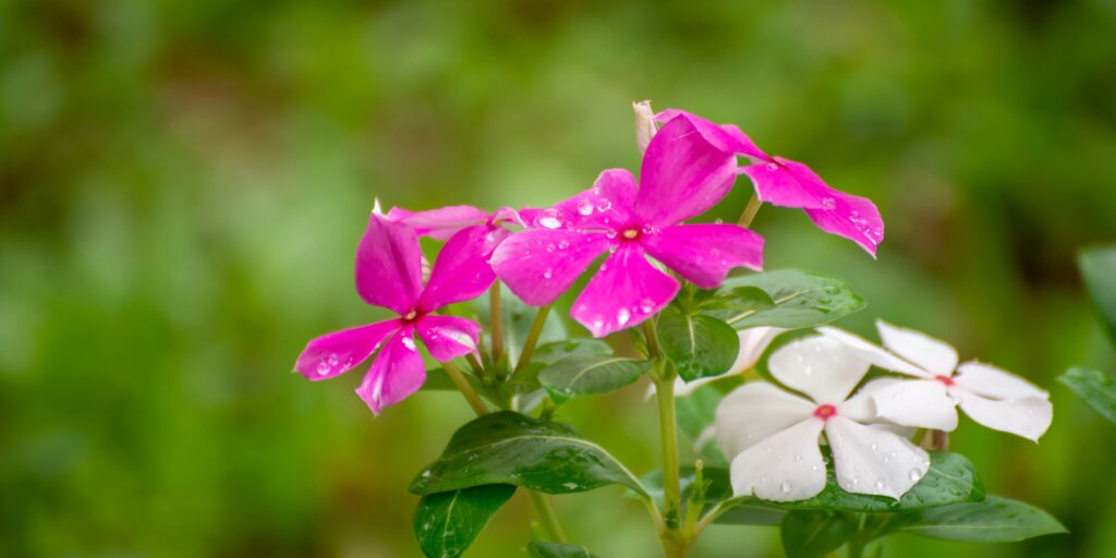 Katarantus (Catharanthus). Ideálna rastlina na slnečné stanovisko 4 5 40