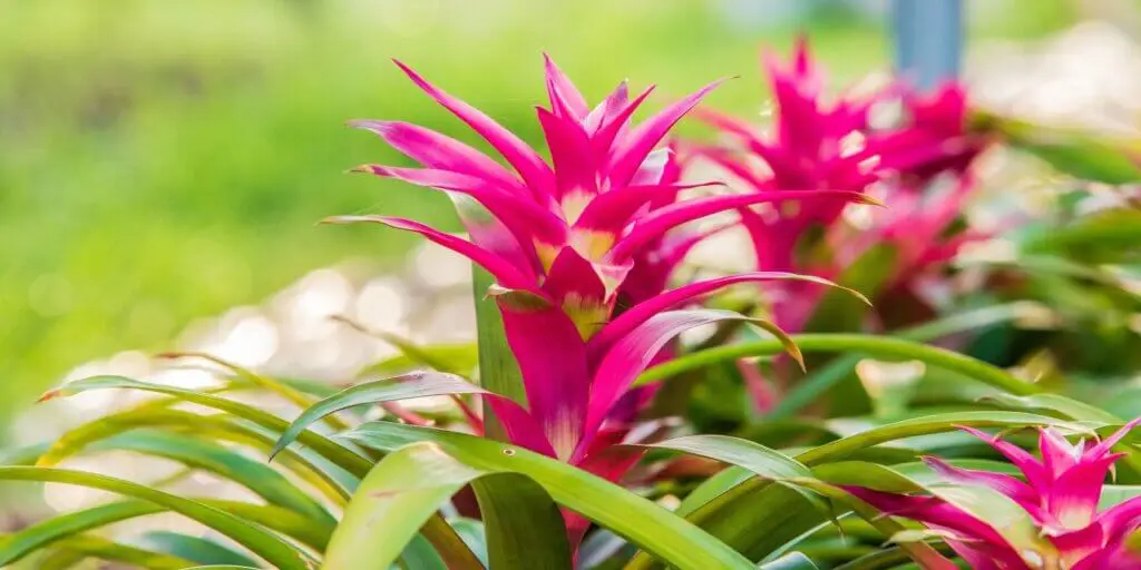 bromelia-rastlinkovo