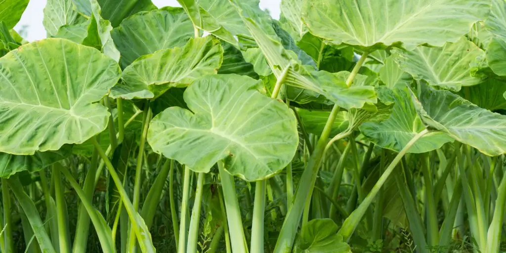colocasia-kolokazia-rastliny-kvety-rastlinkovo