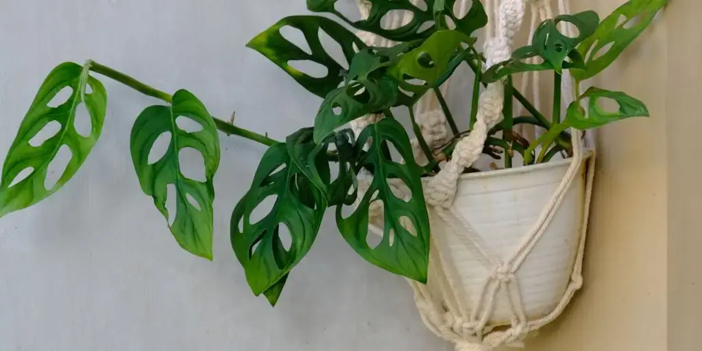 macrame-makrame-rastlinkovo