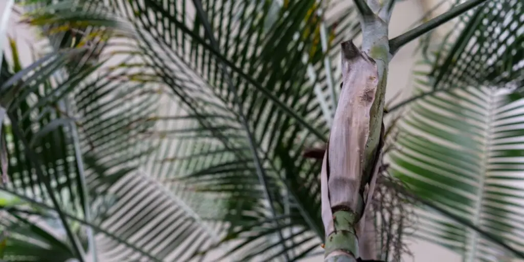 Dypsis lutescens: Pestovanie, starostlivosť a overené tipy 5 dypsis-lutescens-rastlinkovo