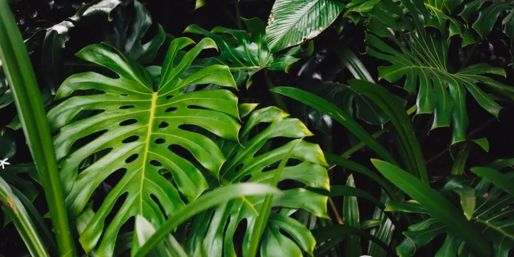 Urban Jungle. Zachytili ste už tento trend? 5 urban-jungle-rastlinkovo