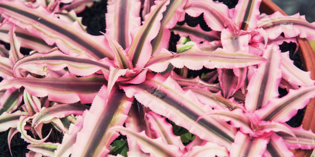 Cryptanthus (bromélia): Pestovateľský návod, starostlivosť a zaujímavosti o tejto exotickej rastline 5 cryptanthus-bromelia-rastlinkovo