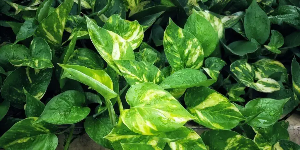 potosovec-pothos-divy-jano-rastlinkovo