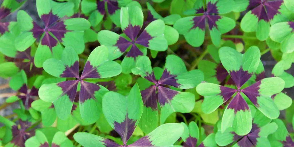 oxalis-rastliny-kvety-rastlinkovo