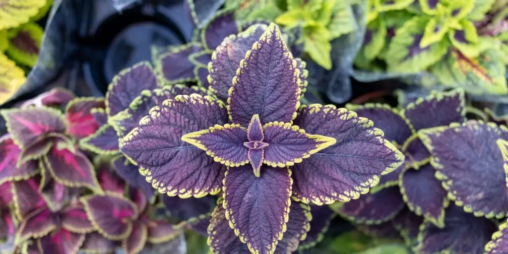 koleus-coleus-rastliny-kvety-rastlinkovo