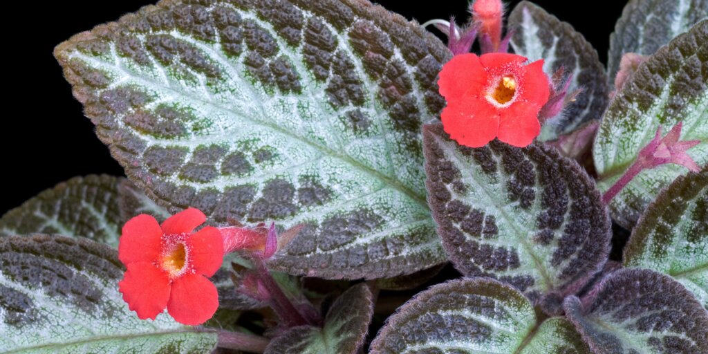 Episcia: Exotická kráska do vašej domácnosti 6 episcia-kvety-rastlinkovo