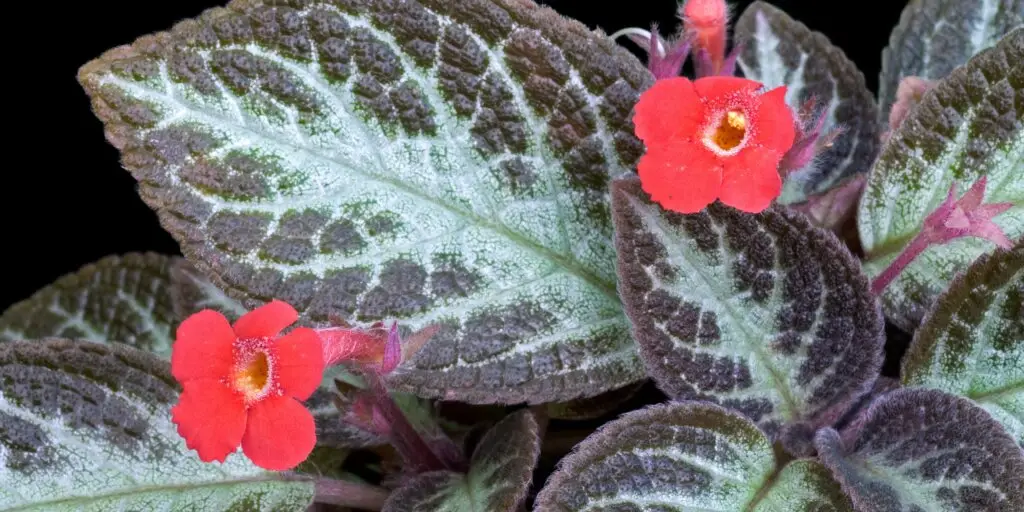episcia-kvety-rastlinkovo