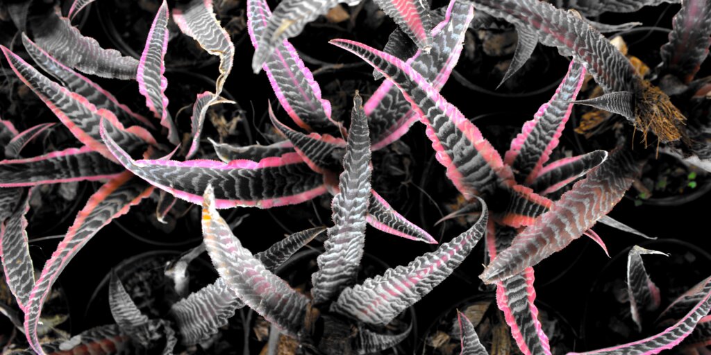cryptanthus-bromelia-rastlinkovo
