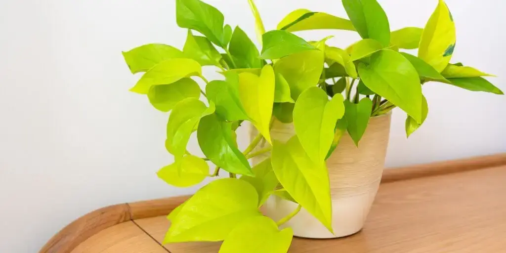 potosovec-pothos-divy-jano-rastlinkovo