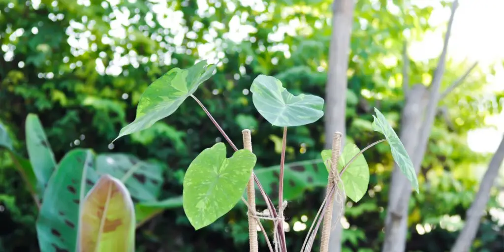 colocasia-kolokazia-rastliny-kvety-rastlinkovo