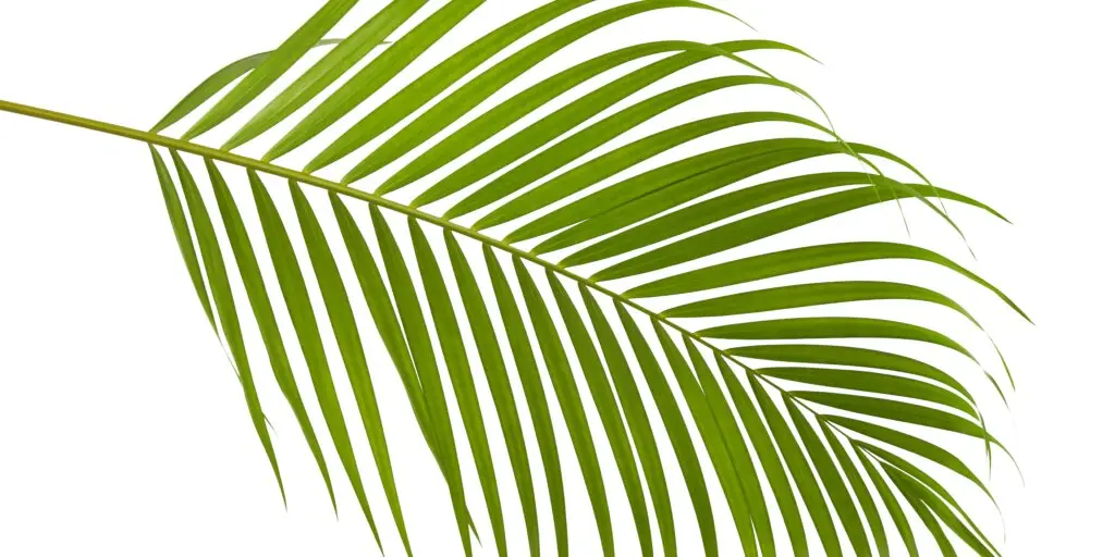 Dypsis lutescens: Pestovanie, starostlivosť a overené tipy 8 dypsis-lutescens-rastlinkovo