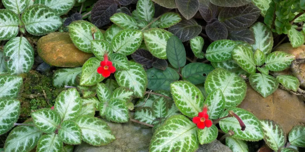 episcia-kvety-rastlinkovo