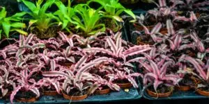 cryptanthus-bromelia-rastlinkovo