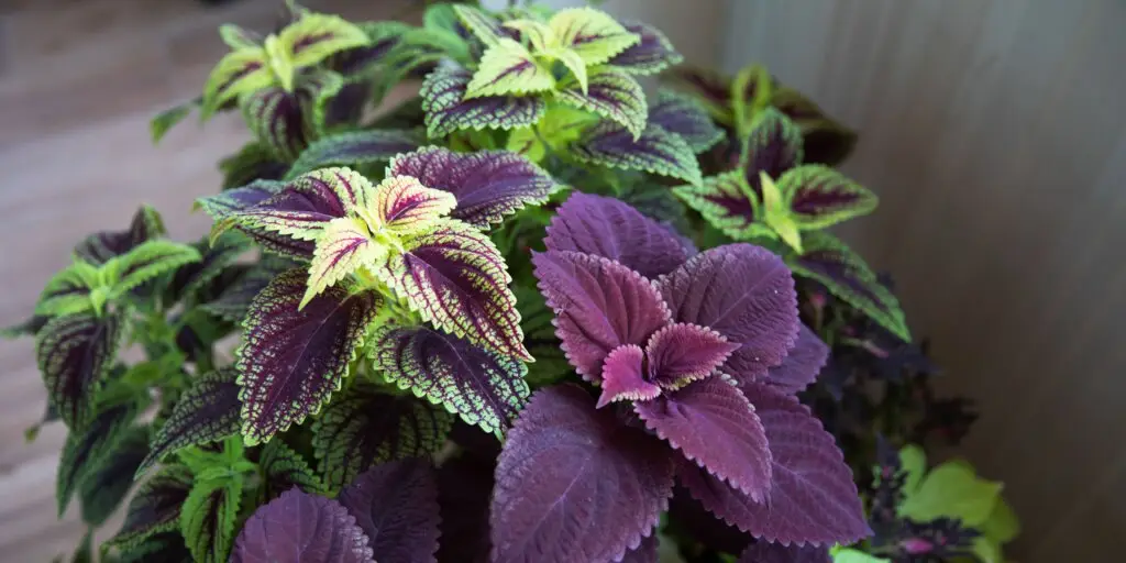 koleus-coleus-rastliny-kvety-rastlinkovo