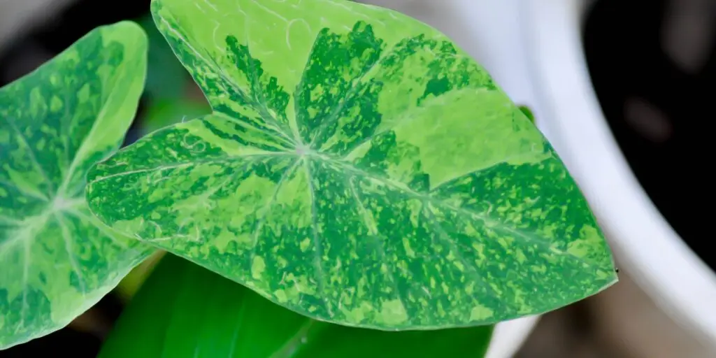 colocasia-kolokazia-rastliny-kvety-rastlinkovo