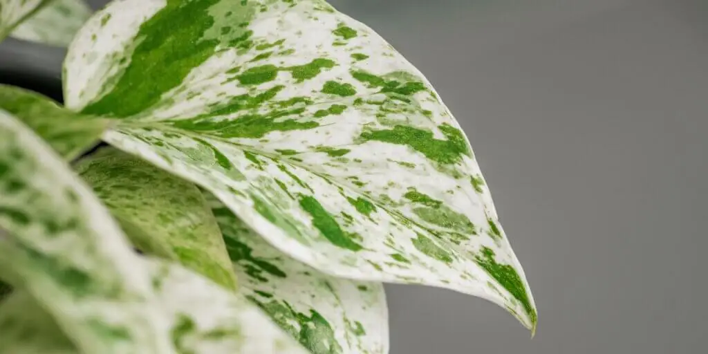potosovec-pothos-divy-jano-rastlinkovo
