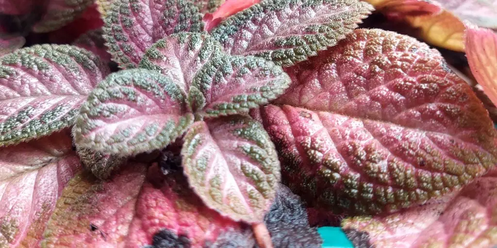 episcia-kvety-rastlinkovo