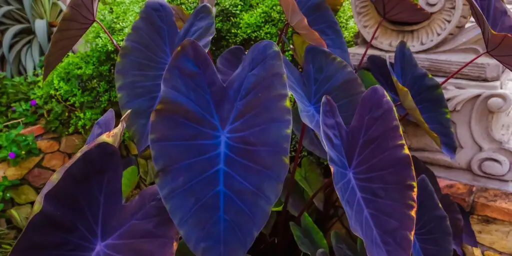colocasia-kolokazia-rastliny-kvety-rastlinkovo