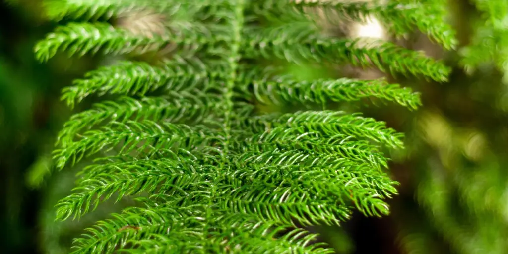 araucaria-heterophylla-rastliny-rastlinkovo