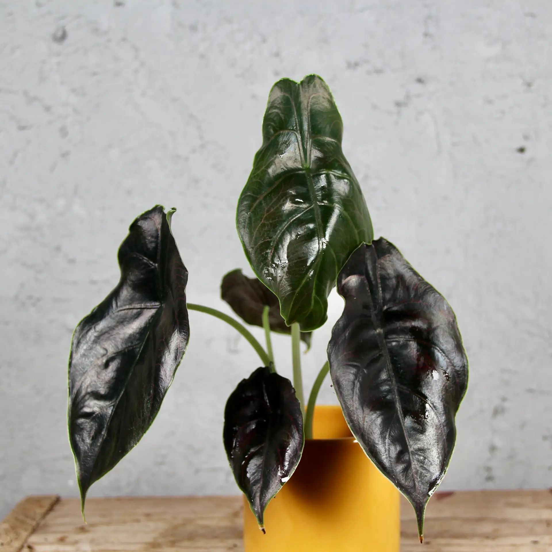 Alocasia Azlanii baby 2 Alocasia-Azlanii-baby-rastlinkovo